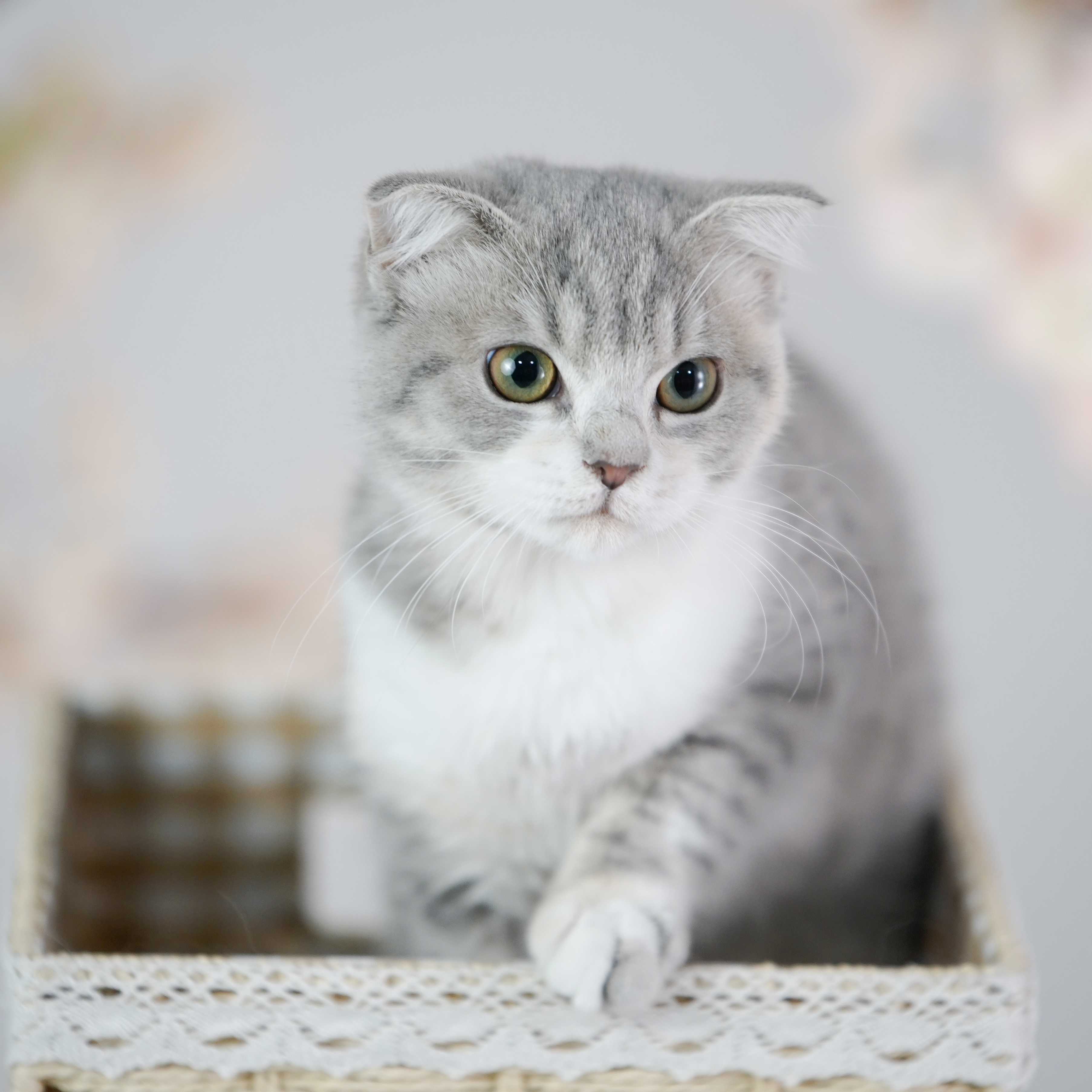 [양재] 고양이 가족사진 2