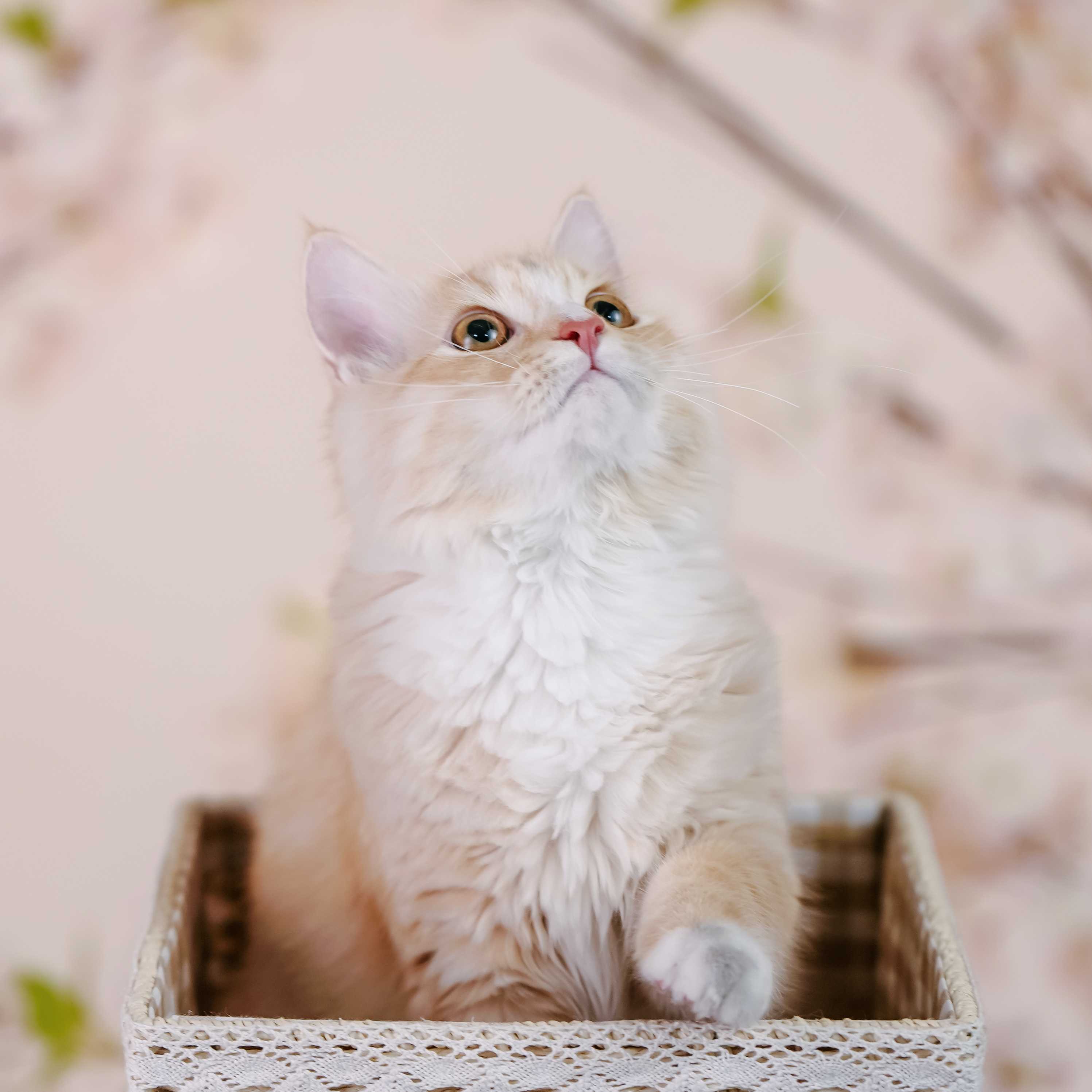[양재] 고양이 가족사진 3