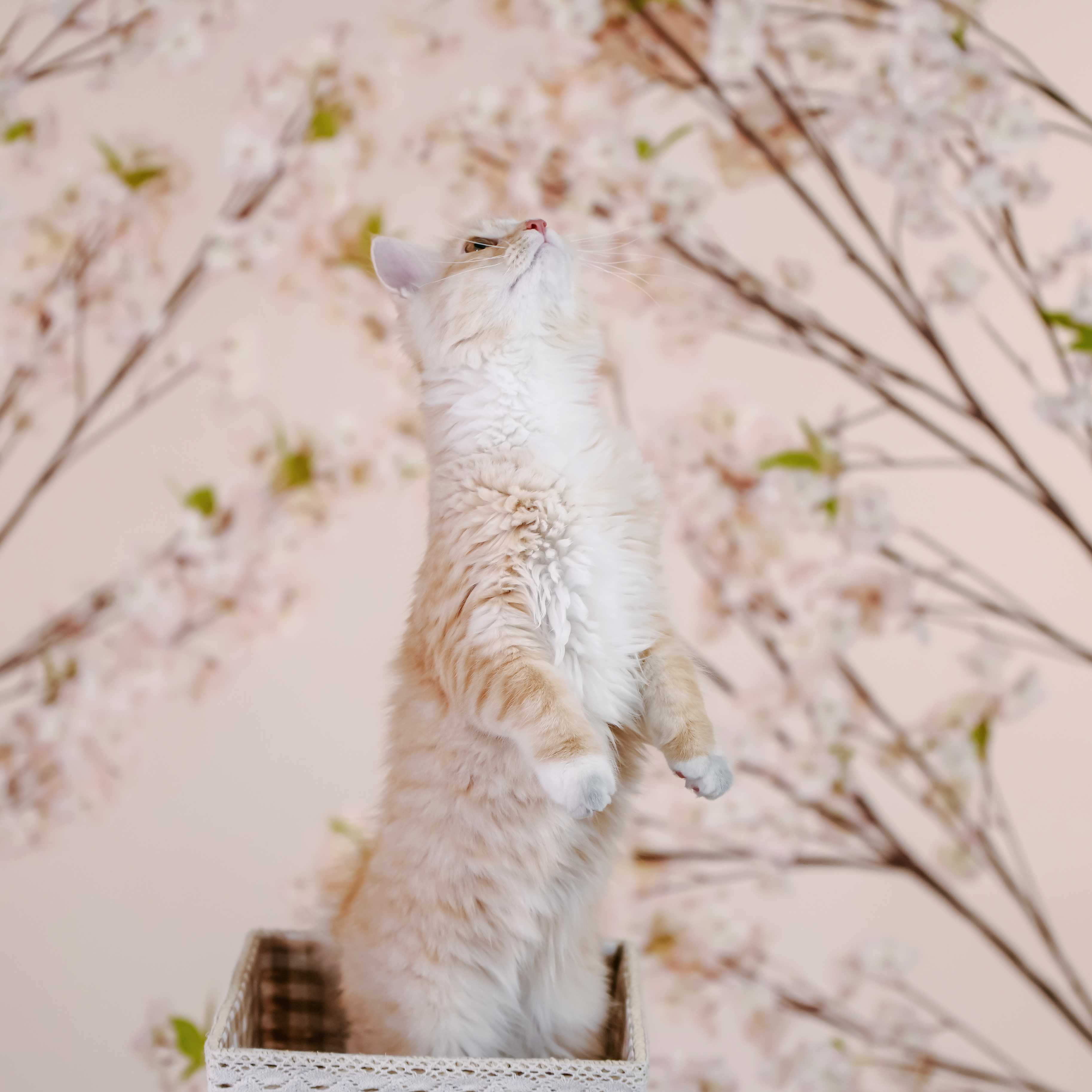 [양재] 고양이 가족사진 4