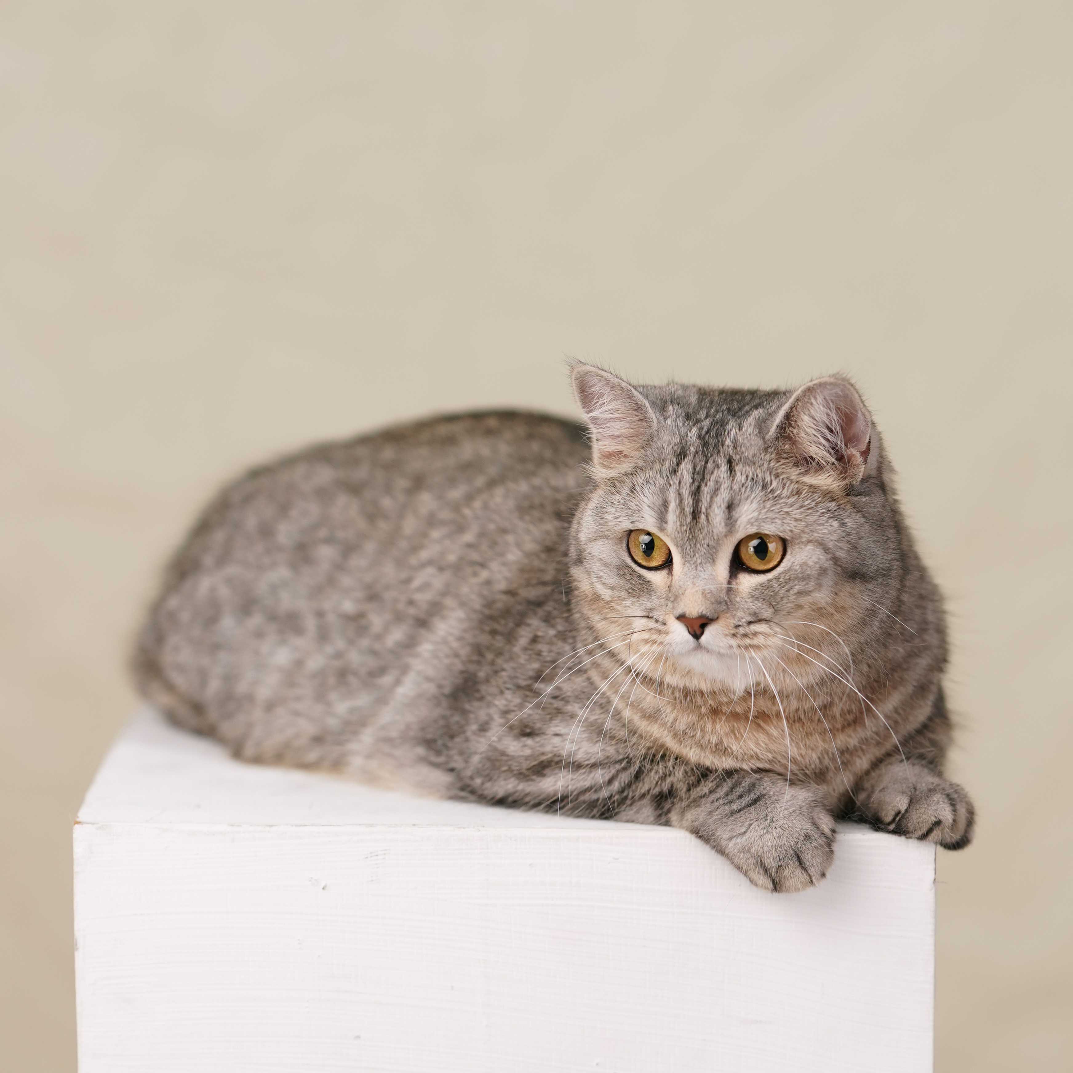 [양재] 고양이 가족사진 5