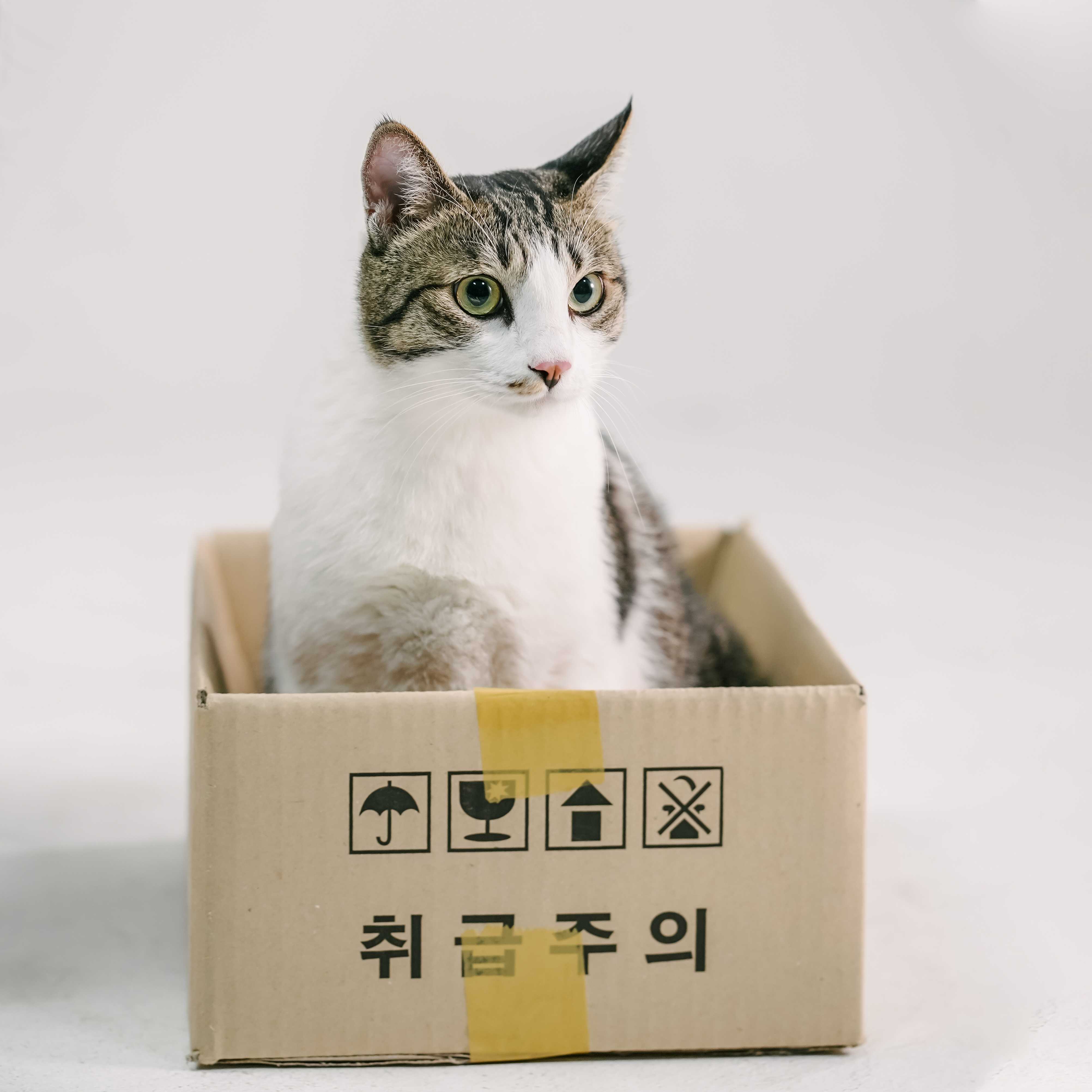 [양재] 고양이 가족사진 6