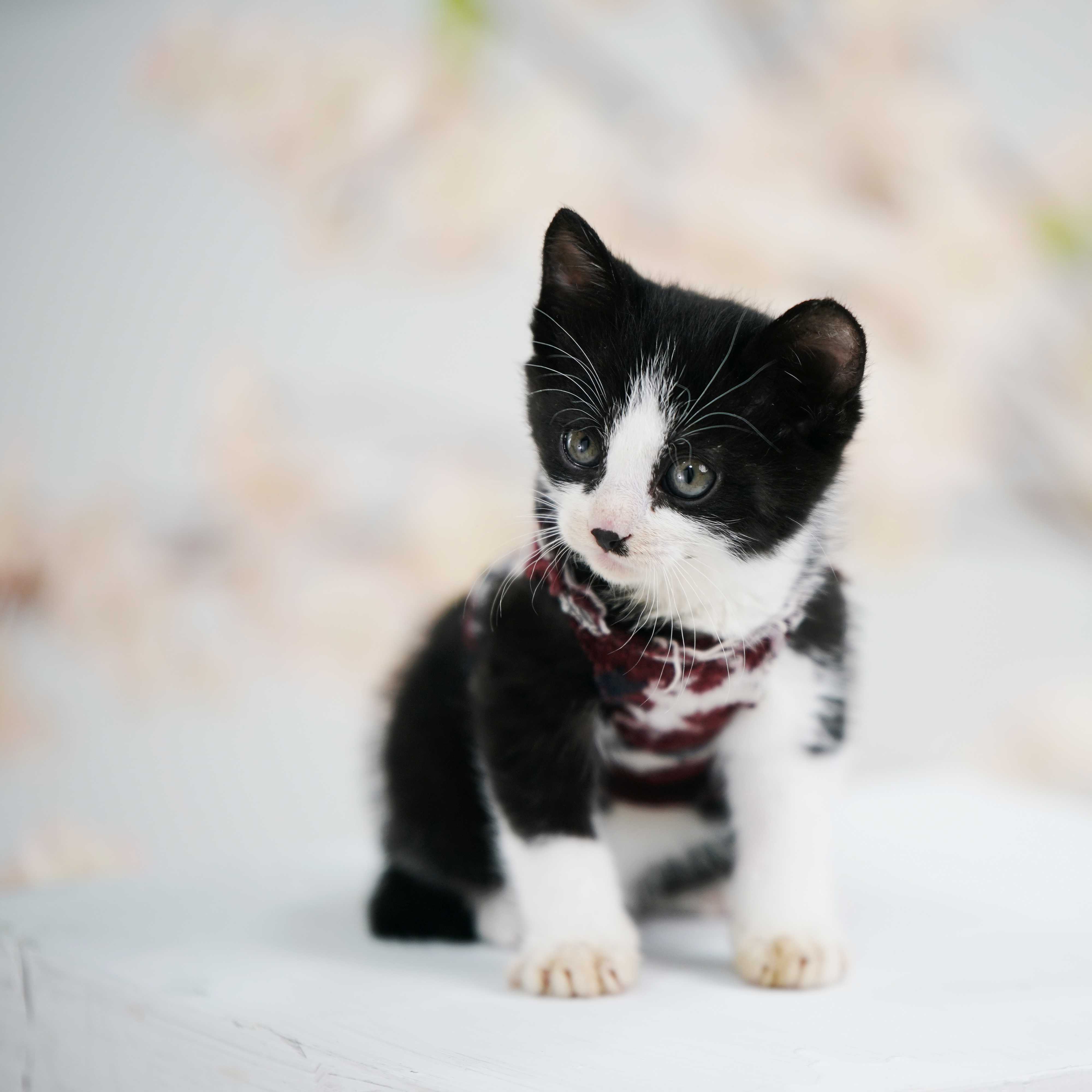 [양재] 고양이 가족사진 8